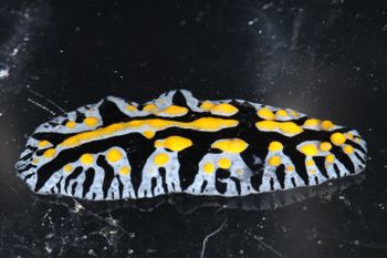 Media type: image;   Malacology 393774 Description: live specimen;
